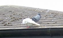 Pigeon roof
