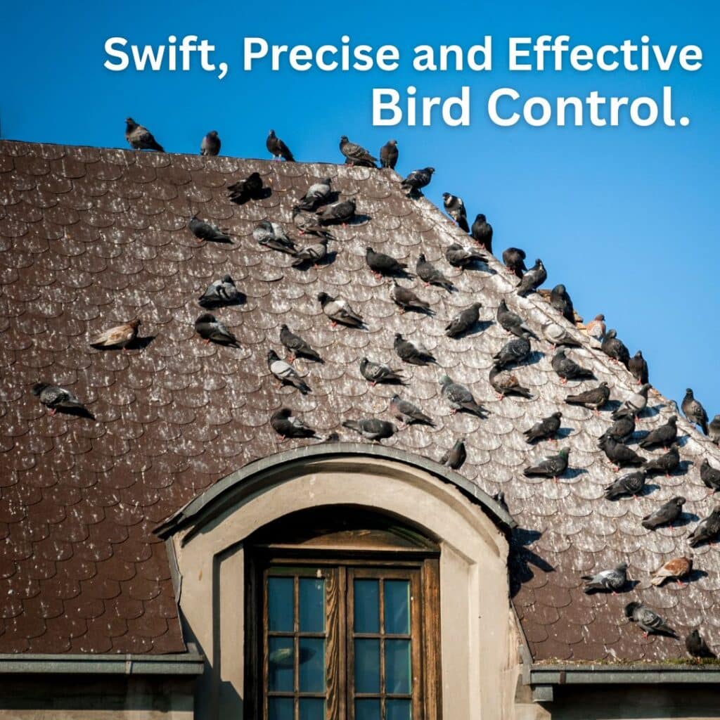 Pigeon removal and Bird Control Adelaide