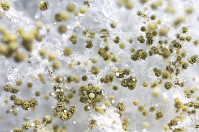 Mould clean up