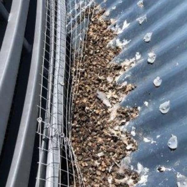 Pigeon Bird Nest Removal