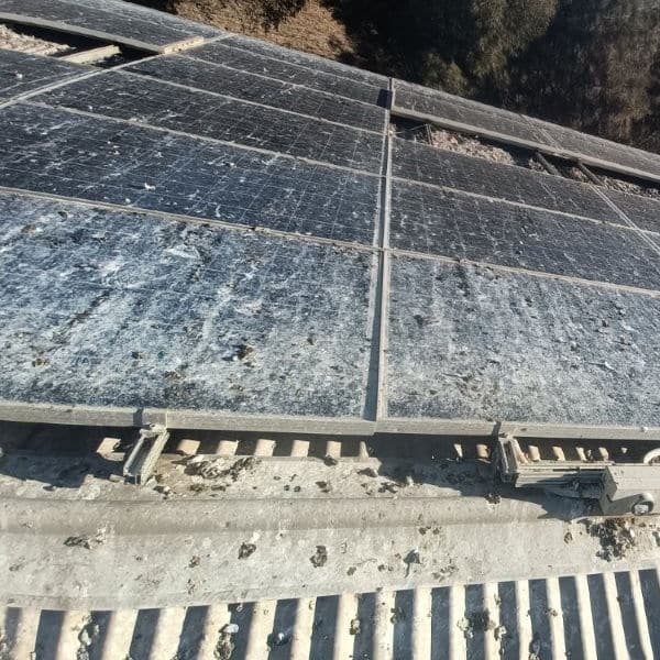 Pigeon Solar Panel Protection