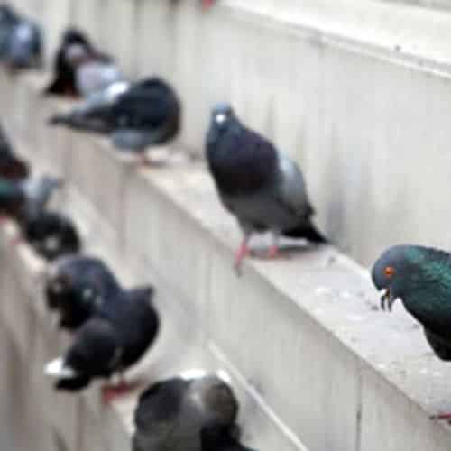 Pigeon removal